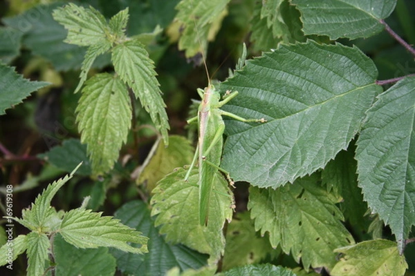 Fototapeta Großes Heupferd