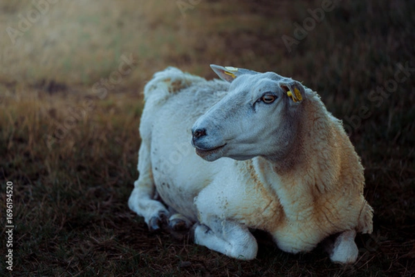 Obraz Sheep in landscape