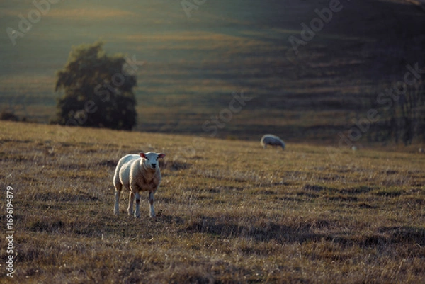 Obraz Sheep in landscape