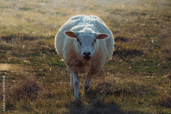 Obraz Sheep in landscape