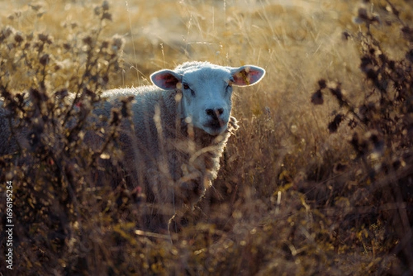 Obraz Sheep in landscape