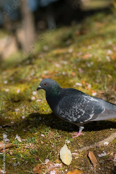 Obraz ハトの写真