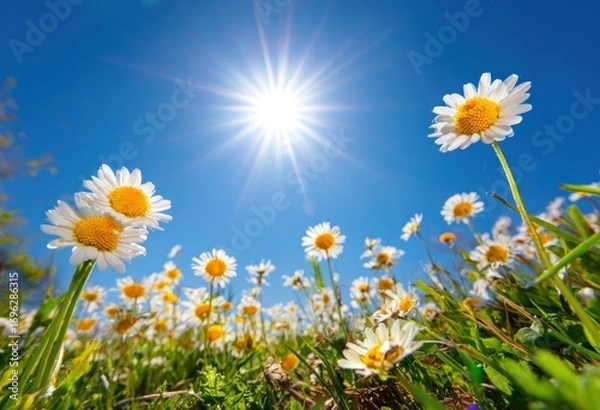 Fototapeta Daisies stretch towards a dazzling sun under a bright blue sky, creating a vibrant, cheerful summer scene from a low perspective