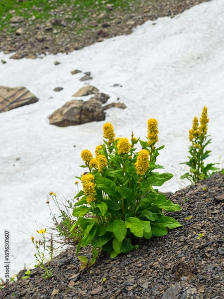 Fototapeta Flowering yellow gentian (Gentiana lutea) high in the mountains in the snow in summer