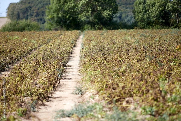 Fototapeta Dried-out plants in a potato field, signs of climate change