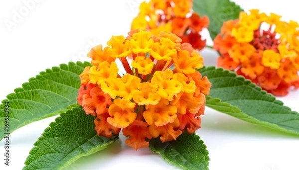 Fototapeta Vibrant clusters of orange and yellow lantana flowers with lush green leaves, displayed against a bright white background, showcasing the intricate details of the blossoms.