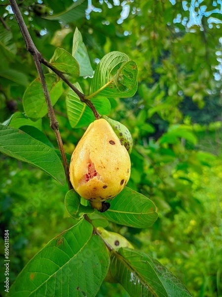 Obraz "Ripe yellow guava hanging from a branch amidst fresh green leaves."