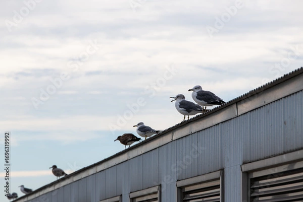 Fototapeta seagulls perching on the warehouse roof