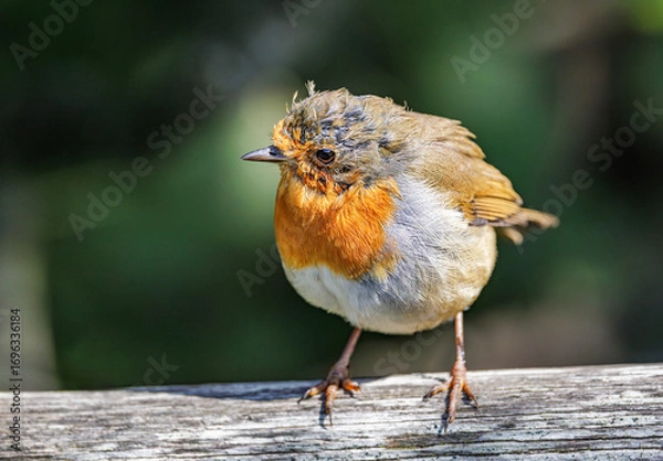 Obraz Bedragled Robin Red Breast