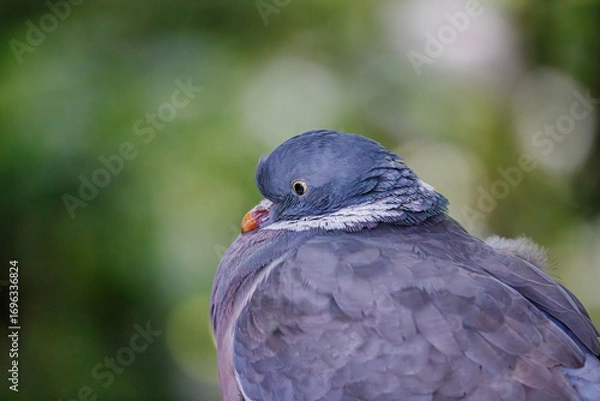 Obraz Wood pigeon Close-up