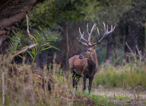 Obraz Red Deer in forest ambient