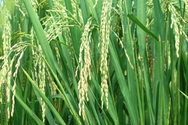 Fototapeta close up on rice and leaves in the field