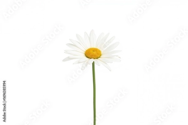 Fototapeta Chamomile flowers on a plain white backdrop