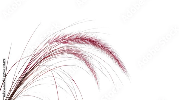 Obraz Pink Muhly Grass on Transparent Background - Elegant Botanical Detail
