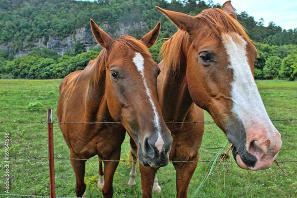 Fototapeta Horses in a field