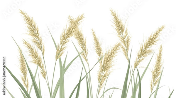 Fototapeta Elegant Pampas Grass Cluster, Beige and Green Tones, Botanical Illustration