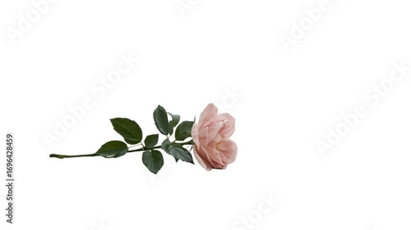Fototapeta Elegant Single Pink Rose with Stem and Leaves on Transparent Background