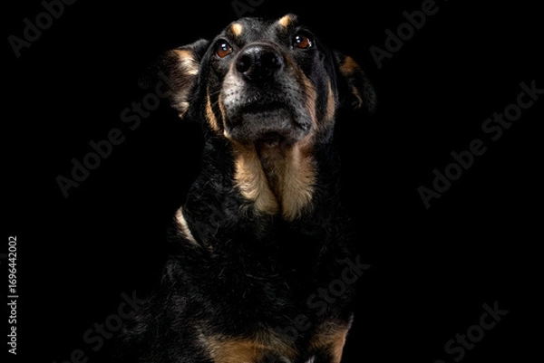 Obraz Mutt portrait on black background