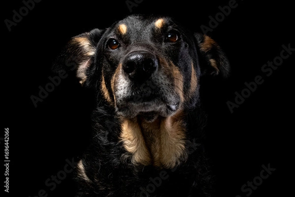 Obraz Mutt portrait on black background