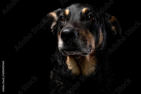 Obraz Mutt portrait on black background