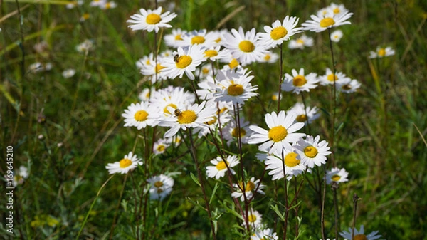Obraz daisies in the grass