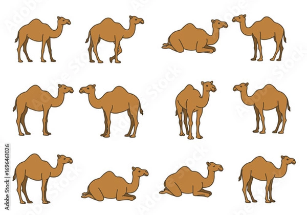 Obraz Twelve brown cartoon camels are arranged on a white background