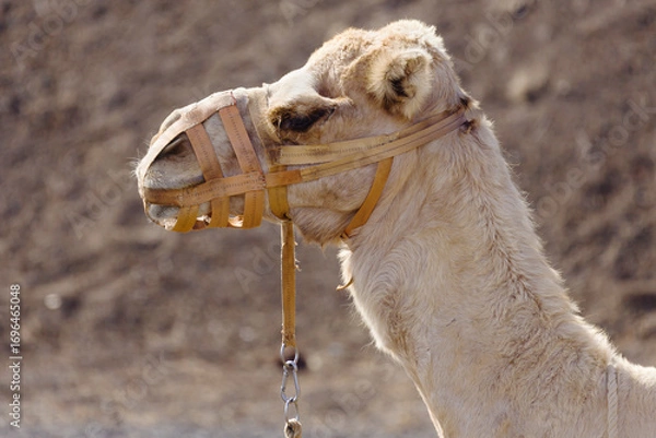 Fototapeta Muzzled Dromedary Camel Side Profile