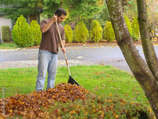 Obraz man raking leaves
