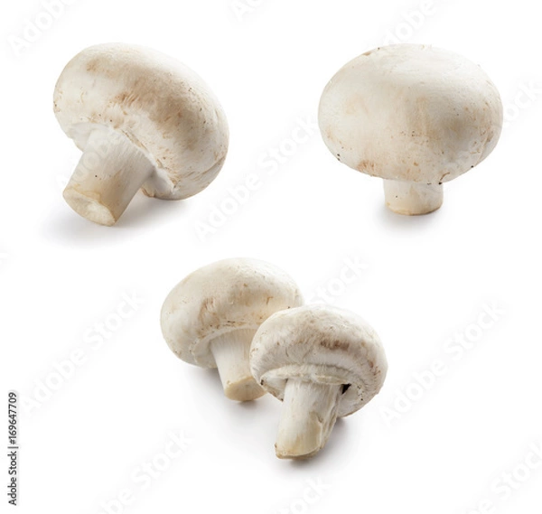 Obraz ホワイトマッシュルーム