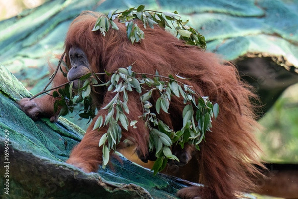 Obraz Orangutan on the tree.