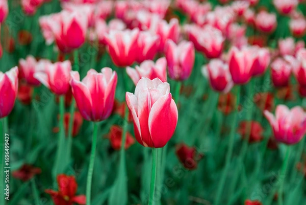 Fototapeta A field of beautiful bright pink tulips, a background of tulips. Lots of pink tulips