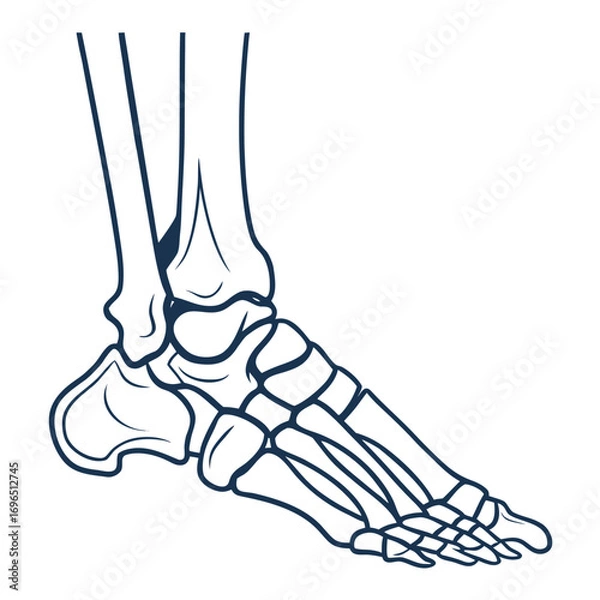 Fototapeta Outline illustration of a human foot with visible bones and skeletal structure