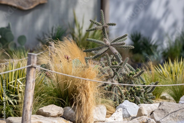 Obraz Cacti, cereals and agave in a flowerbed in the park
