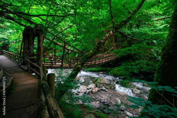 Fototapeta 日本の吊り橋