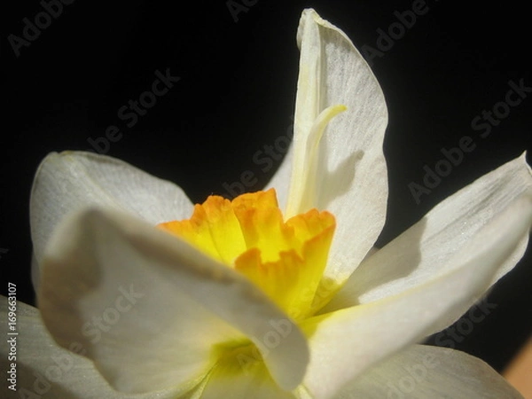 Fototapeta Белые лепестки