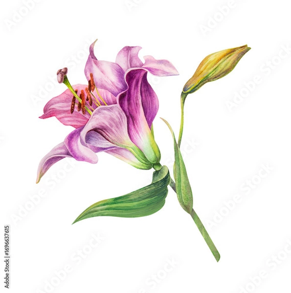 Fototapeta Realistic watercolor pink lily. Botanical watercolor illustration. The drawing is isolated on a white background. The flower is hand-painted