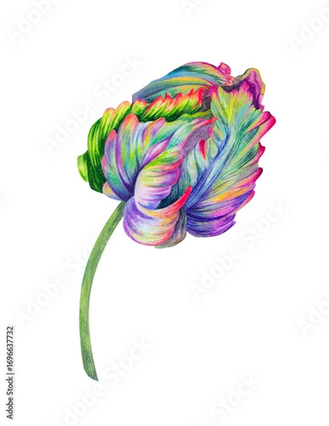 Fototapeta Watercolor tulip. A beautiful garden spring flower is isolated on a white background. Botanical illustration