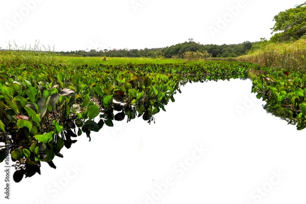 Fototapeta Detail of Marimbus aquatic plants, forming part of the Pantanal landscape of Chapada Diamantina. Transparent background. Ideal for matte painting and conceptual art.