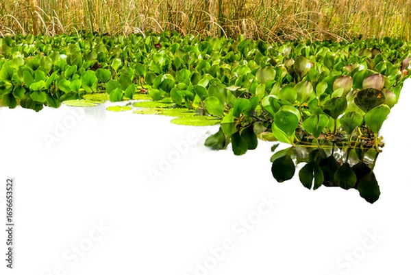 Fototapeta Detail of Marimbus aquatic plants, forming part of the Pantanal landscape of Chapada Diamantina. Transparent background. Ideal for matte painting and conceptual art.