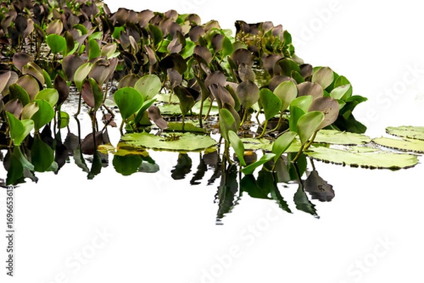 Fototapeta Detail of Marimbus aquatic plants, forming part of the Pantanal landscape of Chapada Diamantina. Transparent background. Ideal for matte painting and conceptual art.