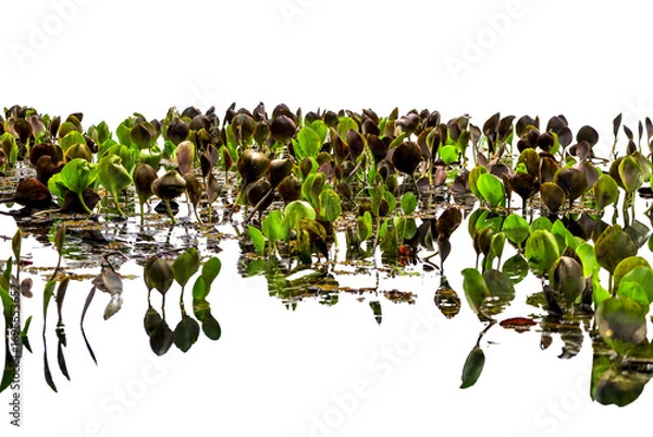Fototapeta Detail of Marimbus aquatic plants, forming part of the Pantanal landscape of Chapada Diamantina. Transparent background. Ideal for matte painting and conceptual art.