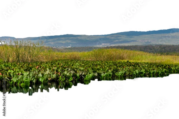 Fototapeta Detail of Marimbus aquatic plants, forming part of the Pantanal landscape of Chapada Diamantina. Mountains in the background. Isolated on transparent. Ideal for matte painting and conceptual art.