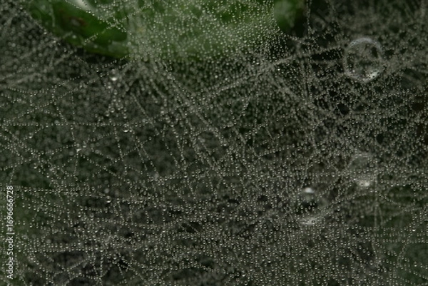 Obraz spider web with dew drops