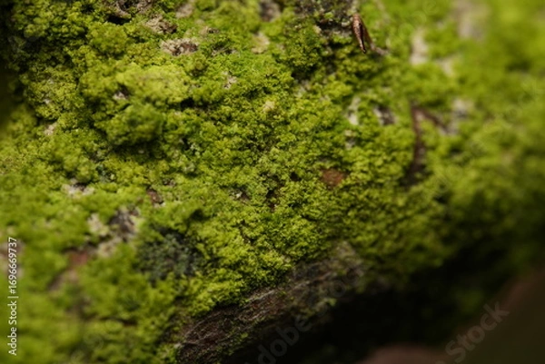 Fototapeta moss on the tree