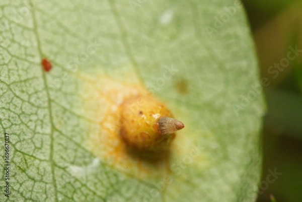 Fototapeta mushroom on a leaf, macro shot