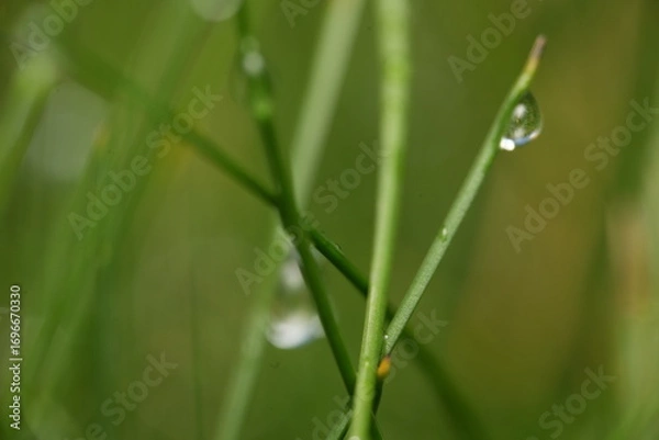 Fototapeta dew on grass