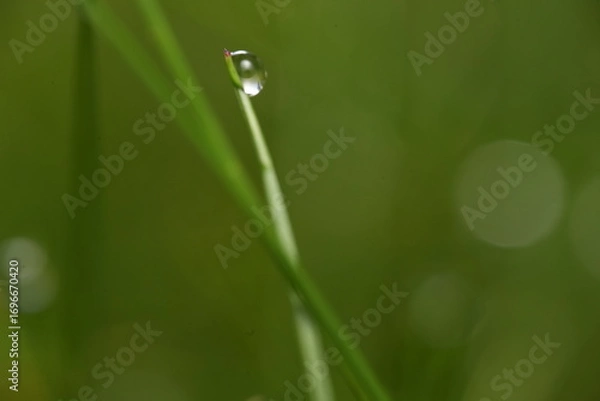 Fototapeta drop on grass