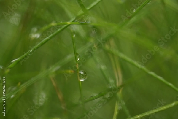 Fototapeta dew on a leaf