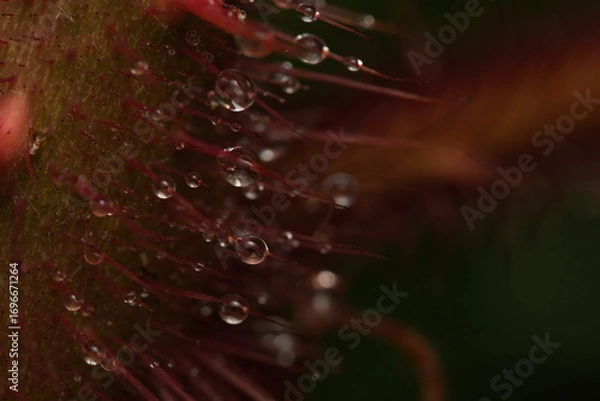 Fototapeta dew drops on a red flower
