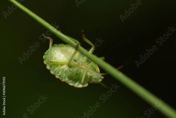 Fototapeta green grasshopper on a leaf
